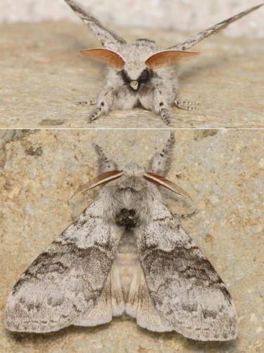 Calliteara pudibunda